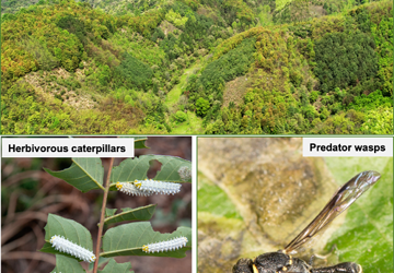 昆虫多样性与森林生产力“此生彼长” 