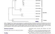 2019-The complete mitochondrial genome of marine gastropod Melo melo （neogastropoda ：volutoidea）