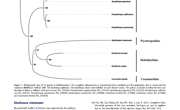 2019-The complete mitochondrial genome of sea cucumber Stichopus monotuberculatus（aspidochirotida ：Stichopodidae）