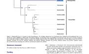 2019-The first complete mitochondrial genome of Melongenidae from Hemifusus tuba Neogastropoda Buccinoidea