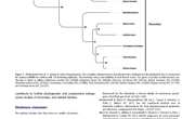 2019-The first complete mitochondrial genome of Murex from Murex trapa Neogastropoda Muricidae