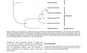 2020-The complete mitochondrial genome of Phascolosoma scolops（ Sipuncula，Phascolosomatidae） from Beibu Bay