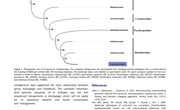 2020-The first complete mitochondrial genome of Actinopyga from Actinopyga echinites （Aspidochirotida ：Holothuriidae）