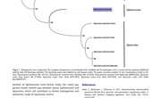 2020-The first complete mitochondrial genome of Siphonosoma from Siphonosoma cumanense Sipuncula Sipunculidae