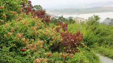 百般红紫斗芳菲  心中万事喜君知——广西中医药大学仙葫校区使君子花盛放