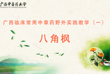 中药1-1 八角枫