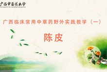 中药1-7 陈皮