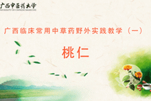 中药1-8 桃仁