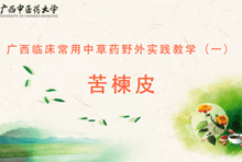 中药1-10 苦楝皮