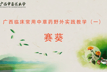 中药1-14 赛葵