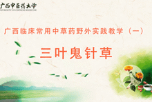 中药1-21 三叶鬼针草
