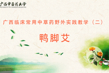 中药2-21 鸭脚艾