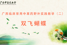 中药2-29 双飞蝴蝶