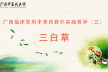 中药3-8 三白草