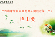 中药3-9 艳山姜
