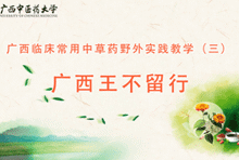 中药3-14 广西王不留行
