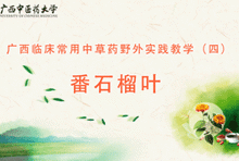 中药4-11番石榴叶