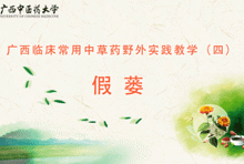 中药4-19假蒌