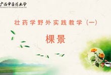 壮药1-1棵景