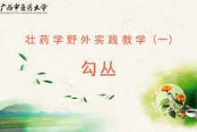 壮药1-9勾丛