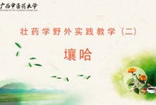 壮药2-1壤哈