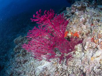 【科研进展】广西中医药大学海洋药物研究院科研团队在西沙发现柳珊瑚新物种
