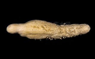 强壮仙人掌海鳃Cavernularia obesa Valenciennes in Milne Edwards & Haime, 1850