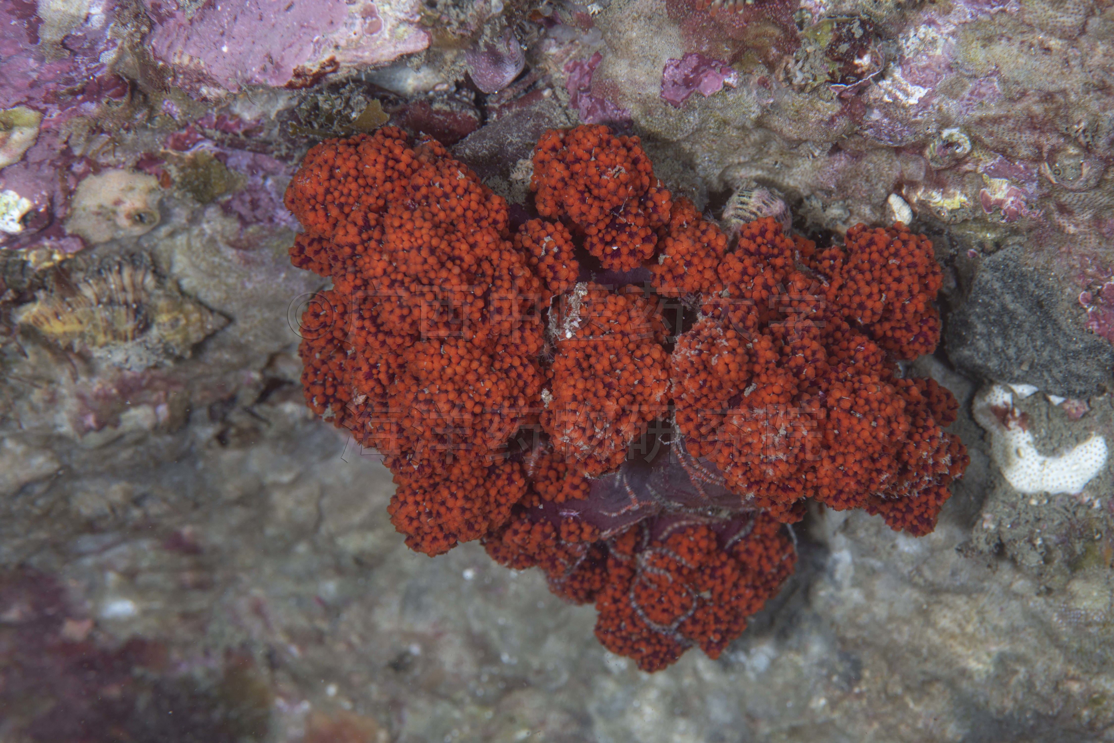 Dendronephthya cervicornis (Wright & Studer, 1889)