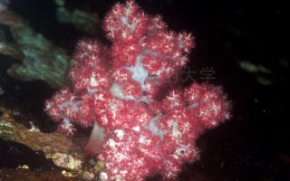 大棘穗软珊瑚Dendronephthya gigantea (Verrill, 1864)