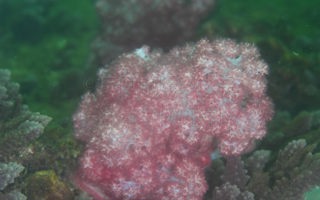 尖刺棘穗软珊瑚Dendronephthya mucronata (Pütter, 1900)