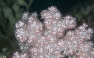 苍白棘穗软珊瑚Dendronephthya pallida Henderson, 1909