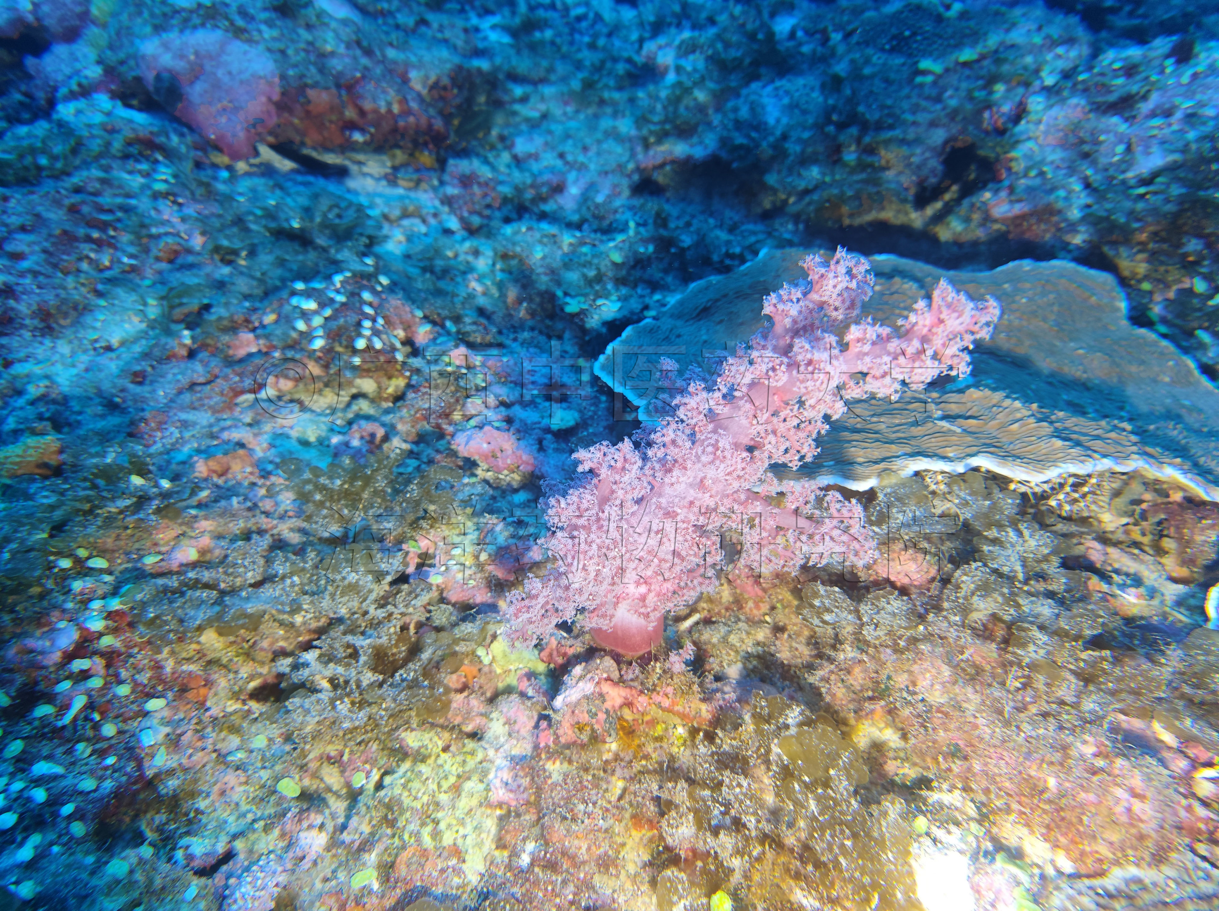 Dendronephthya purpurea (Thomson & Henderson, 1905)
