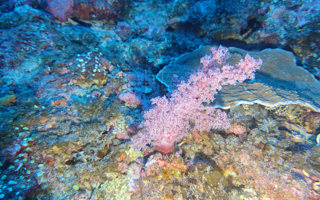 紫红棘穗软珊瑚Dendronephthya purpurea (Thomson & Henderson, 1905)