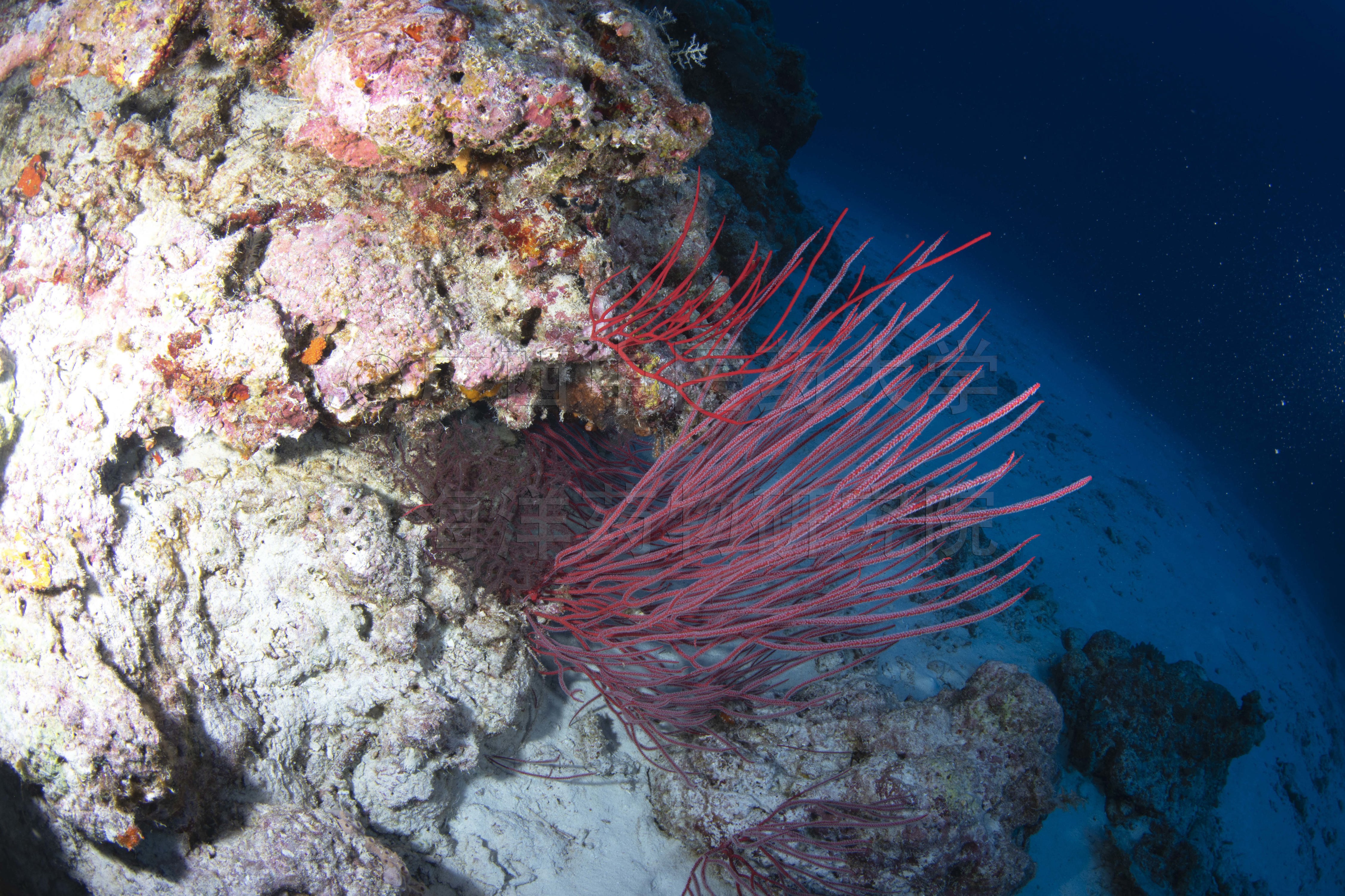 Ellisella ceratophyta (Linnaeus, 1758)