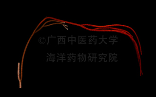多尔夫氏鞭柳珊瑚Ellisella dollfusi (Stiasny, 1938) 