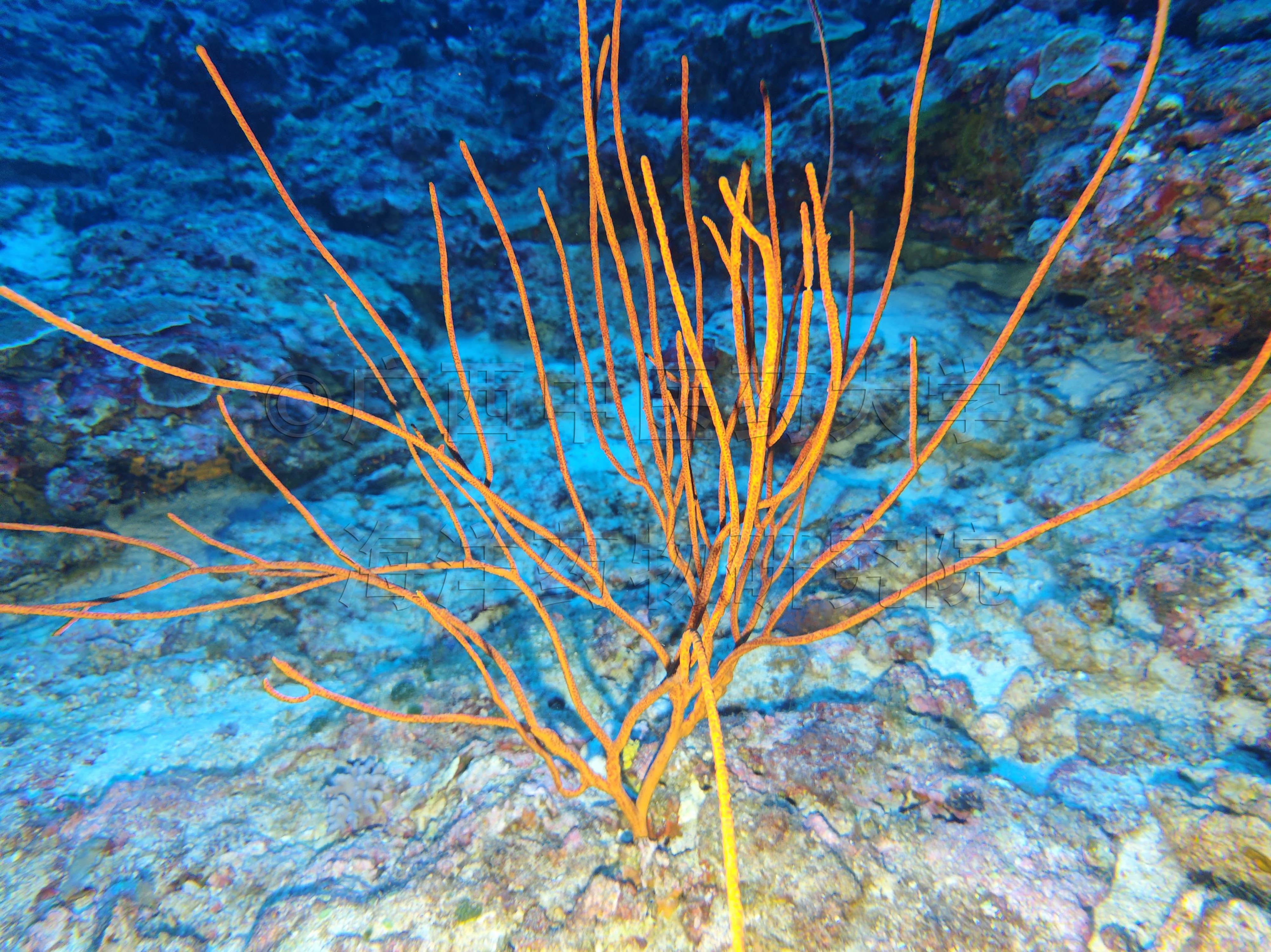 Ellisella gracilis (Wright & Studer, 1889)