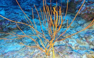 细鞭柳珊瑚Ellisella gracilis (Wright & Studer, 1889)
