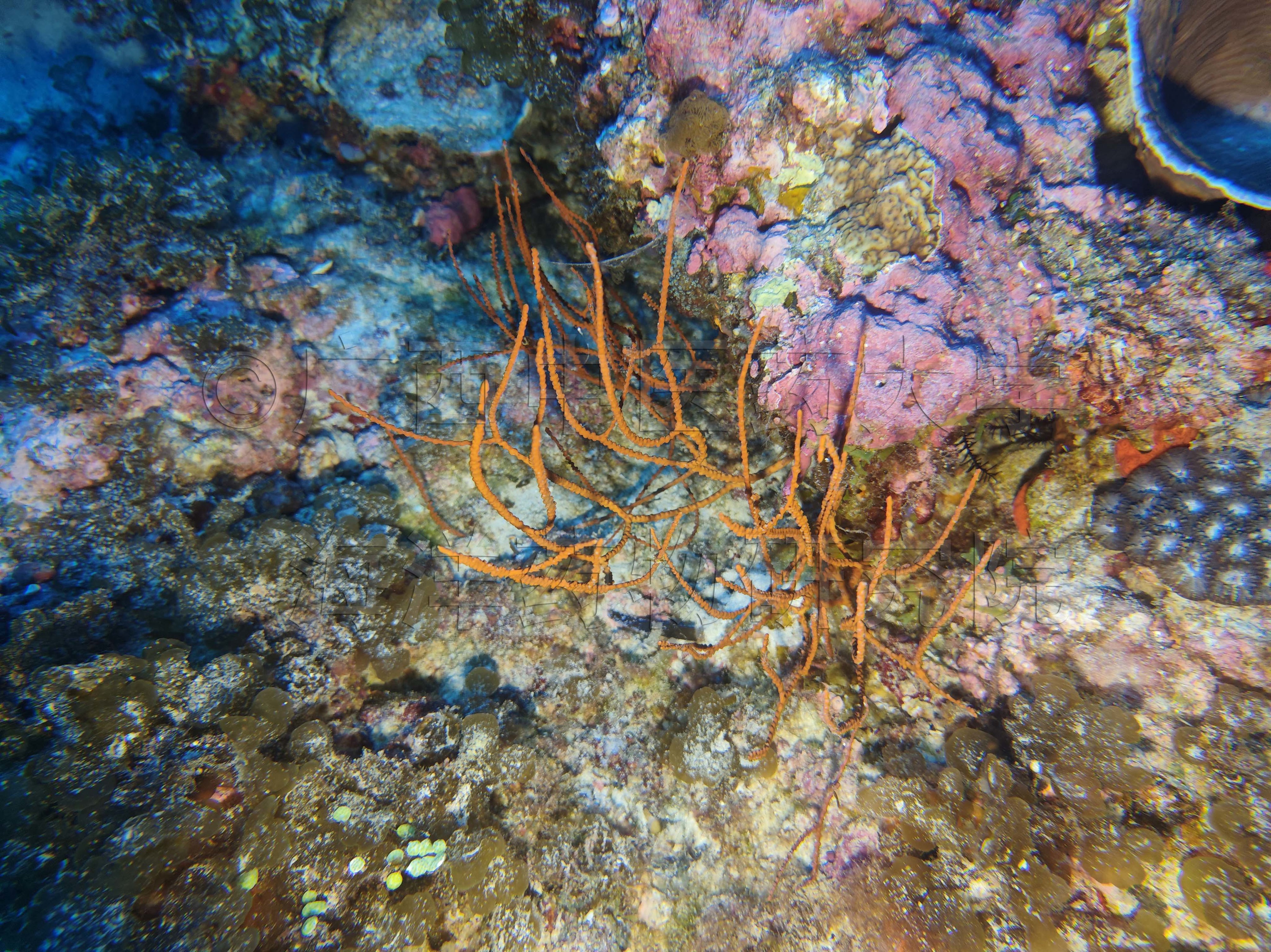 Ellisella laevis (Verrill, 1865)