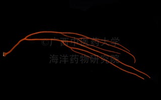 夜光鞭柳珊瑚Ellisella nuctenea Grasshoff, 1999