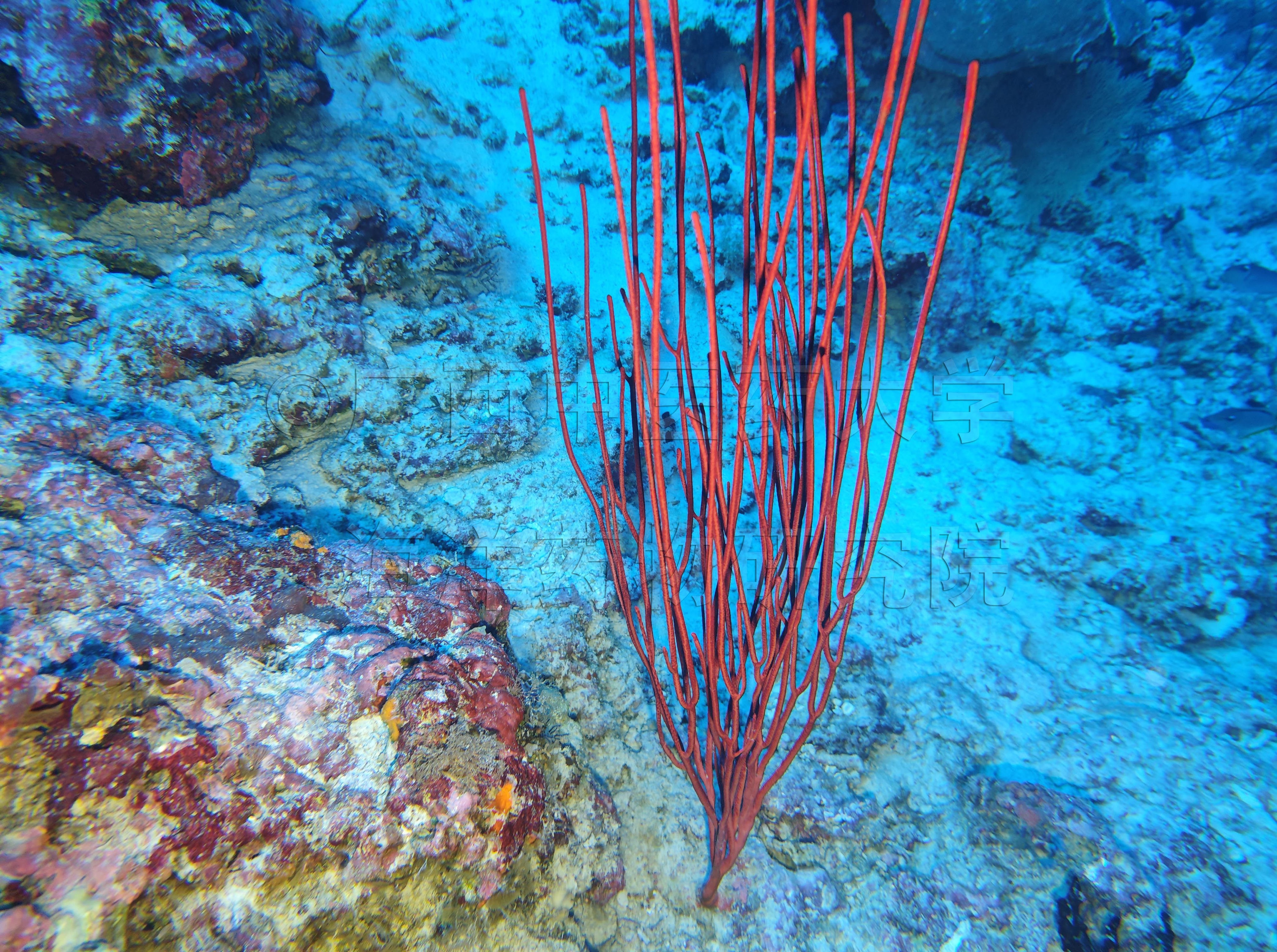 Ellisella rubra (Wright & Studer, 1889)