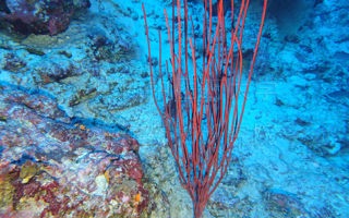 红斑鞭柳珊瑚Ellisella rubra (Wright & Studer, 1889) 
