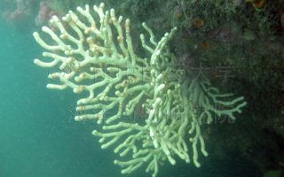 浅白真丛柳珊瑚Euplexaura albida Kükenthal, 1908