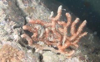联真丛柳珊瑚Euplexaura anastomosans Brundin, 1896