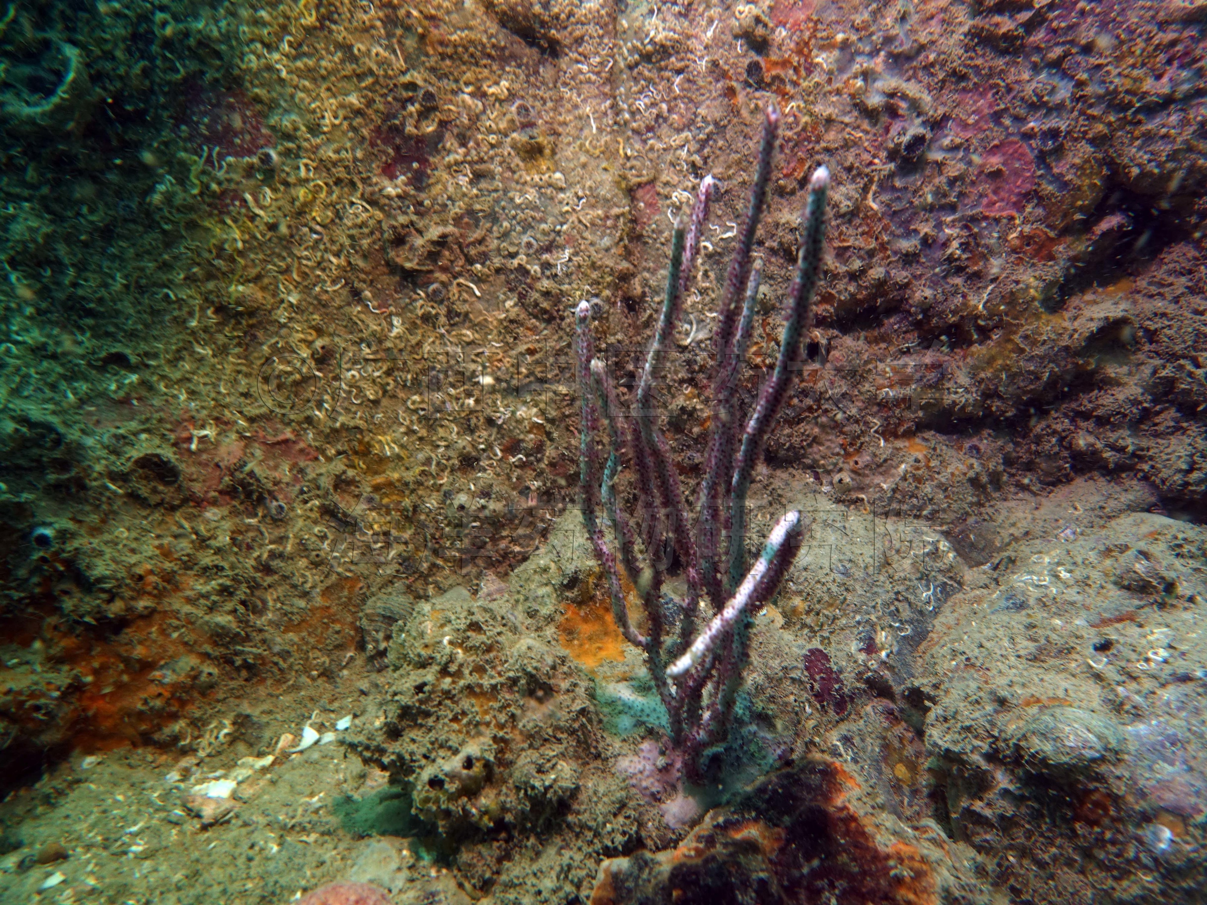 Euplexaura erecta Kükenthal, 1908