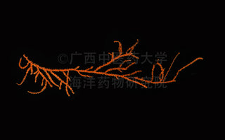 棘状垂鞭柳珊瑚Heliania spinescens Gray, 1859