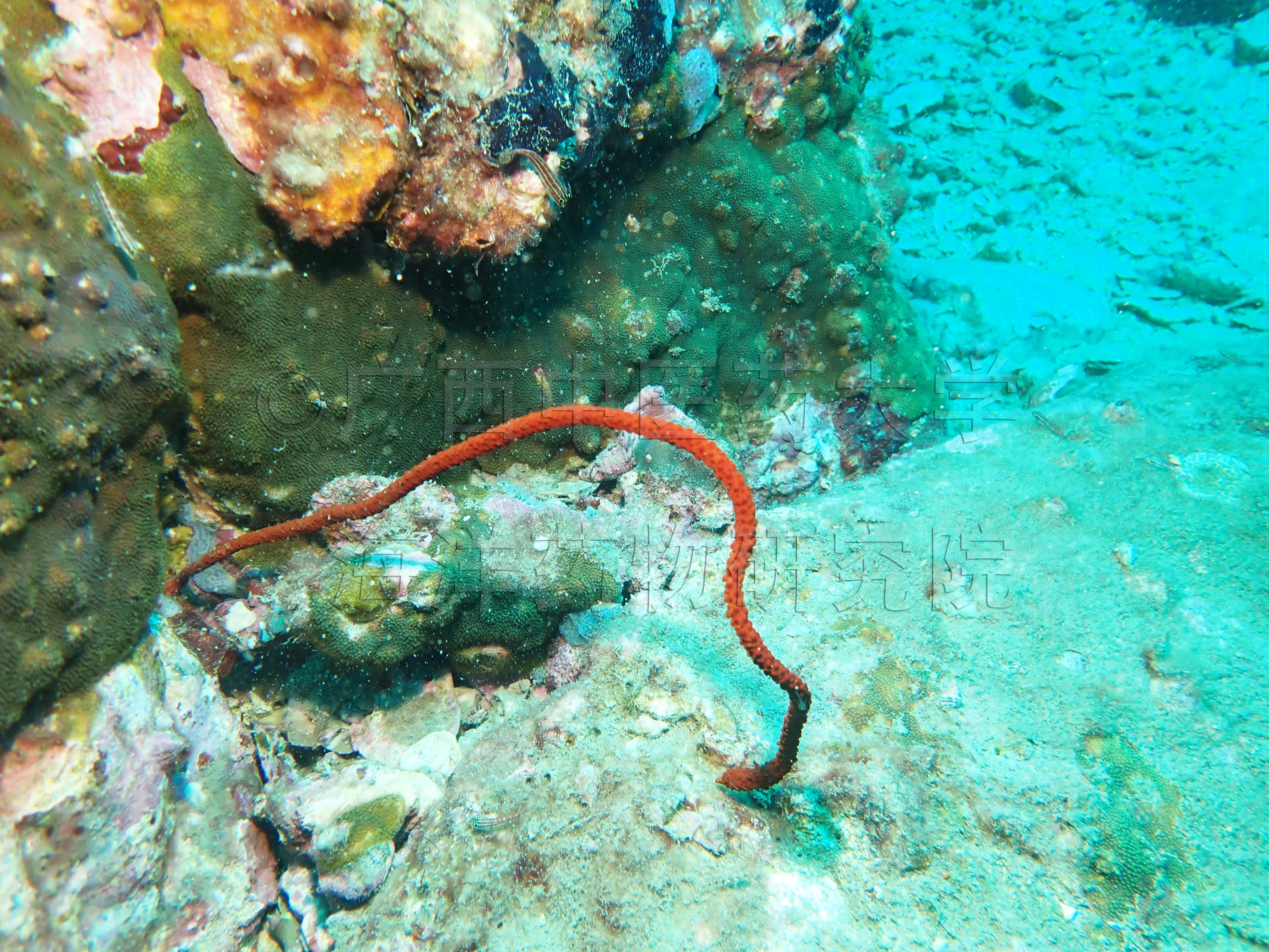 Junceella juncea (Pallas, 1766)