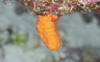 西沙拟柱软珊瑚Paraminabea xishaensis Luan, Xia, Takata, Kikuchi, Yasuda, Liu & Liu, 2026