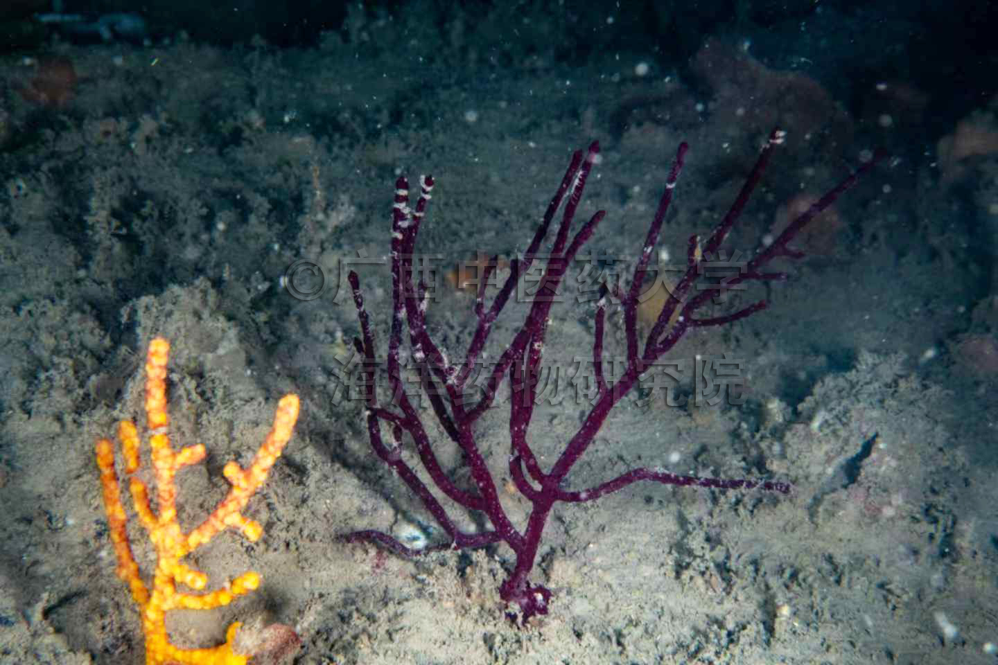Pseudopterogorgia nanjiensis Sun, Xu & Zhan, 2024