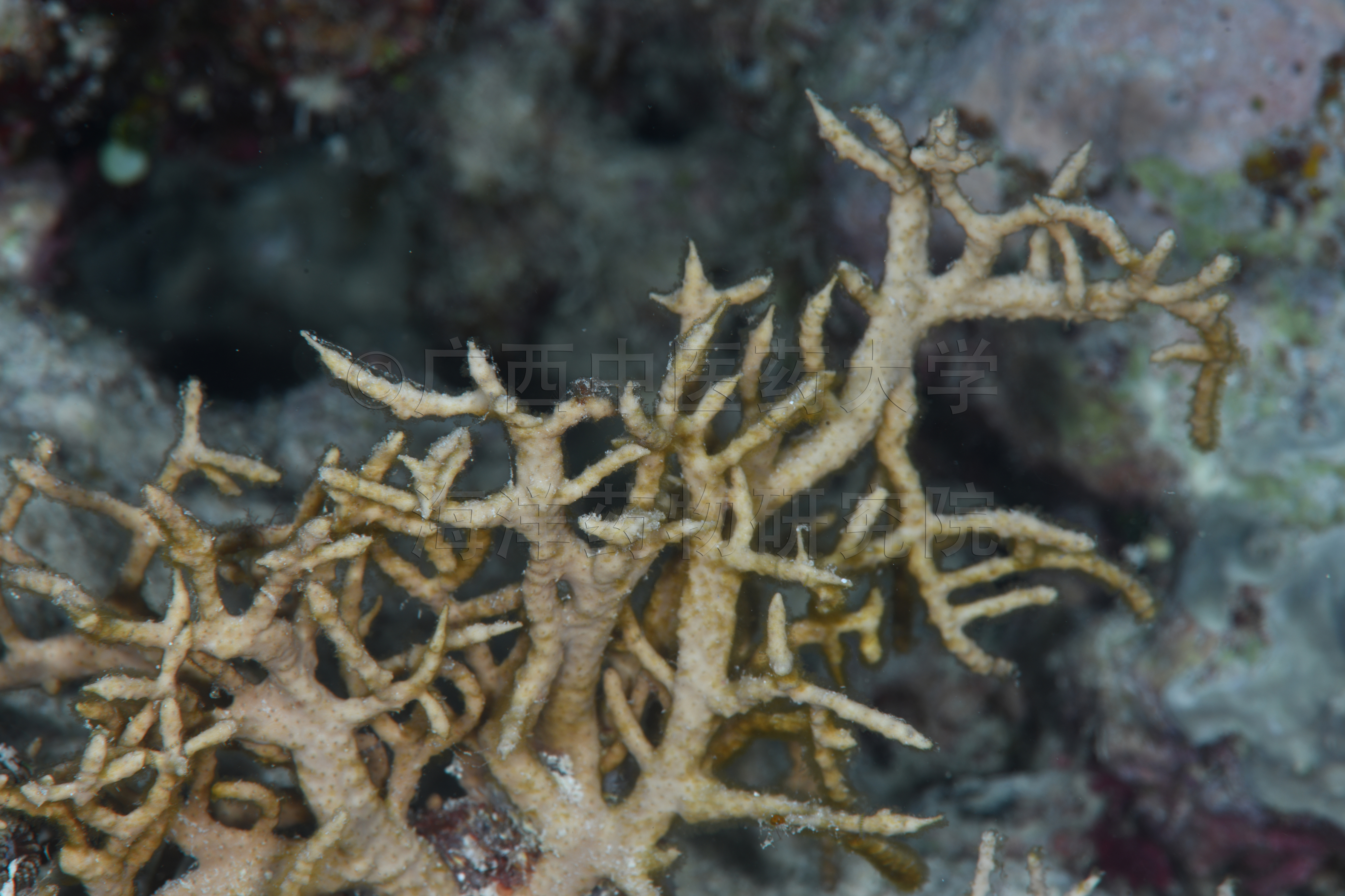 Rumphella antipathes (Linnaeus, 1758)