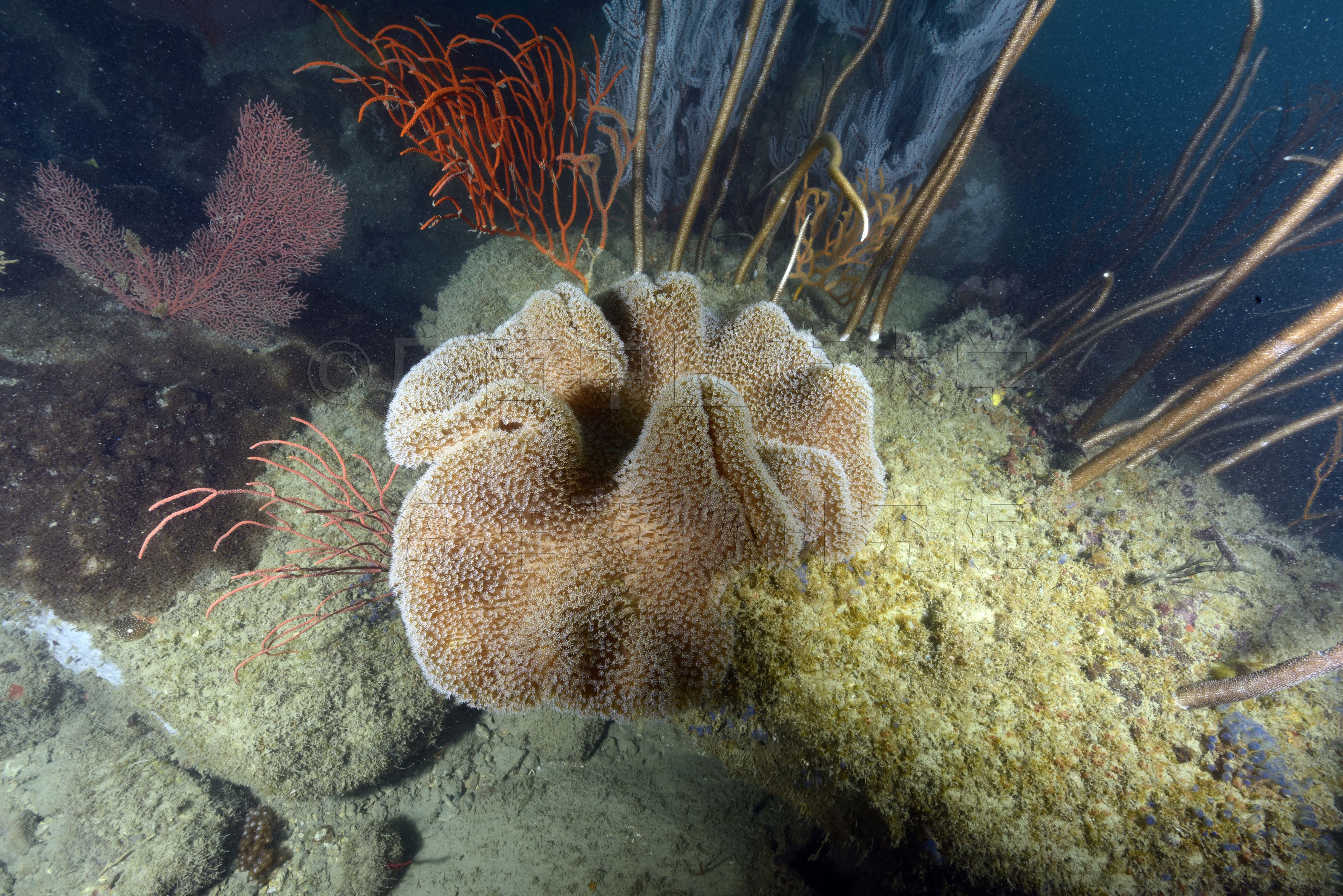 Sarcophyton cherbonnieri Tixier-Durivault, 1958
